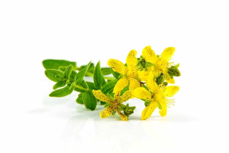 Hypericum perforatum St John's Wort