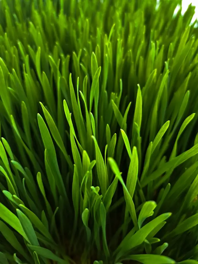 Wheatgrass from which wheatgrass powder is made