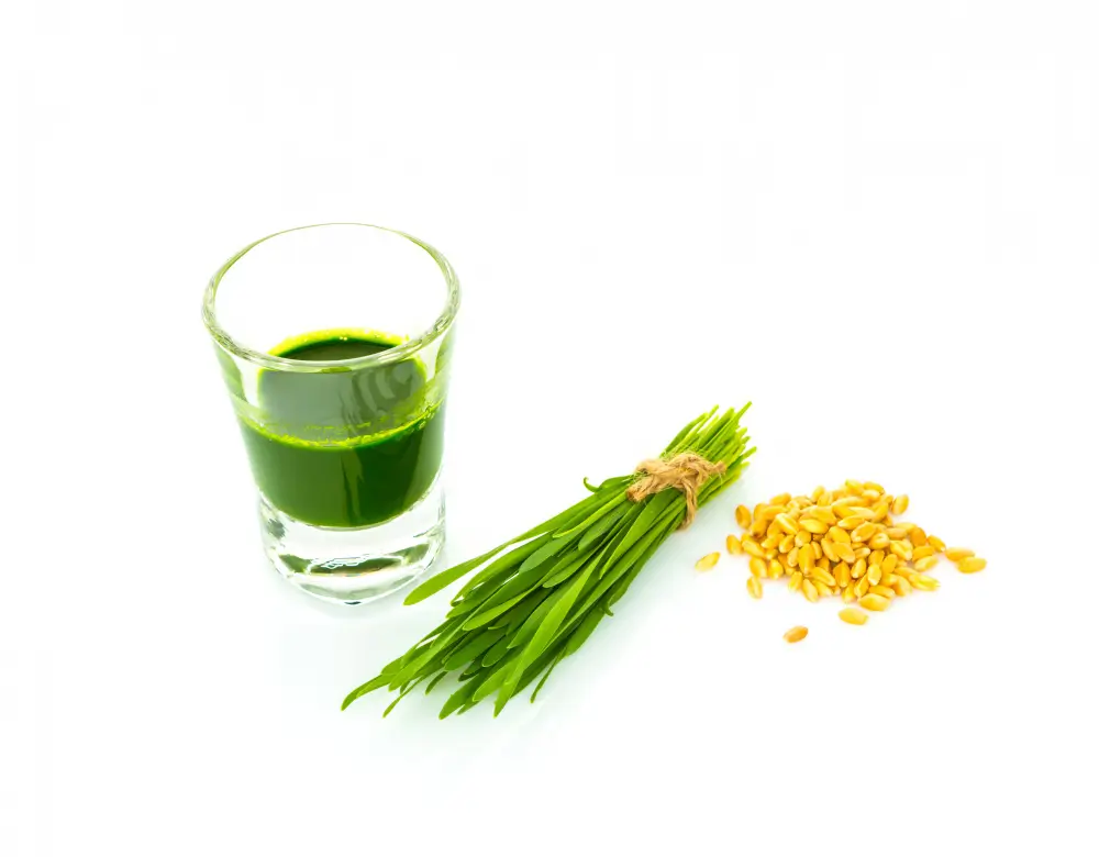 Wheatgrass juice, Wheatgrass and Wheat