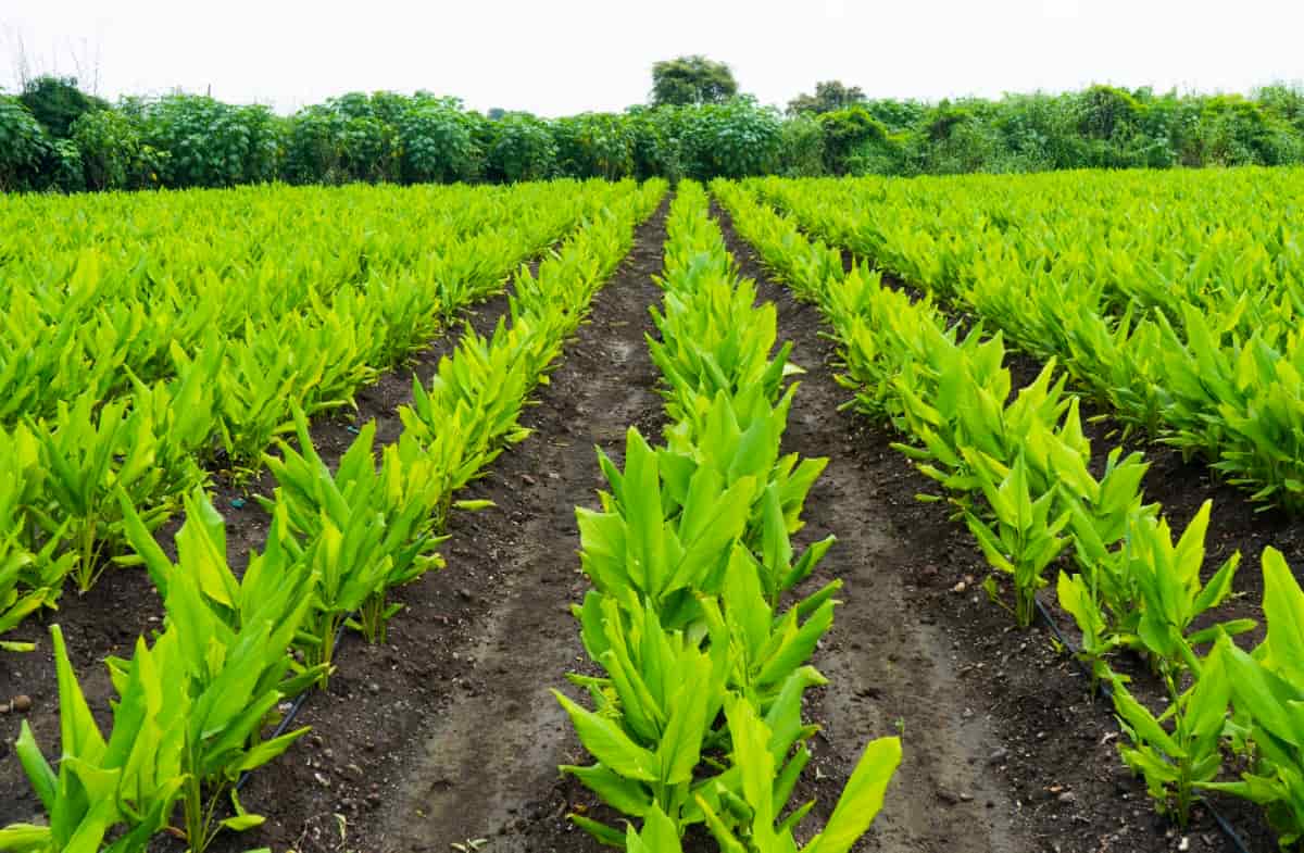 Turmeric Haldi cultivation in a field