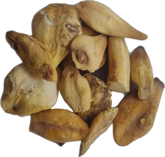 Colchicum luteum, Autumn Crocus, Hirantutiya, Suranjaan, Suranjan mithi