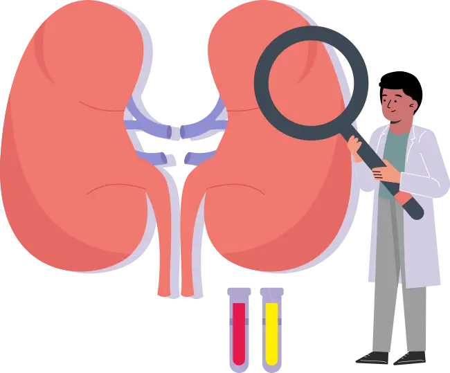 Kidney Stone - HimPharm manufactures Reno Tone to help with relief from kidney stone usine herbs and extracts