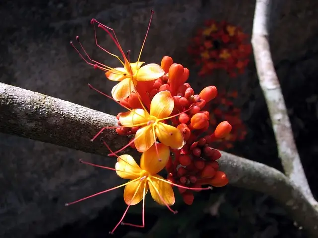 Herbal plant Saraca indica also called Ashoka or Ashok is used as an ingredient in Menopausal Plus