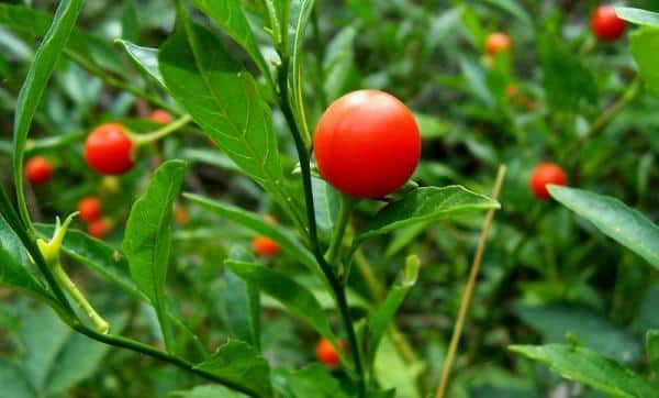 100 Pcs Citronella Seeds – Mozzie Buster Mosquito Repellent Plant, Grow Your Own!