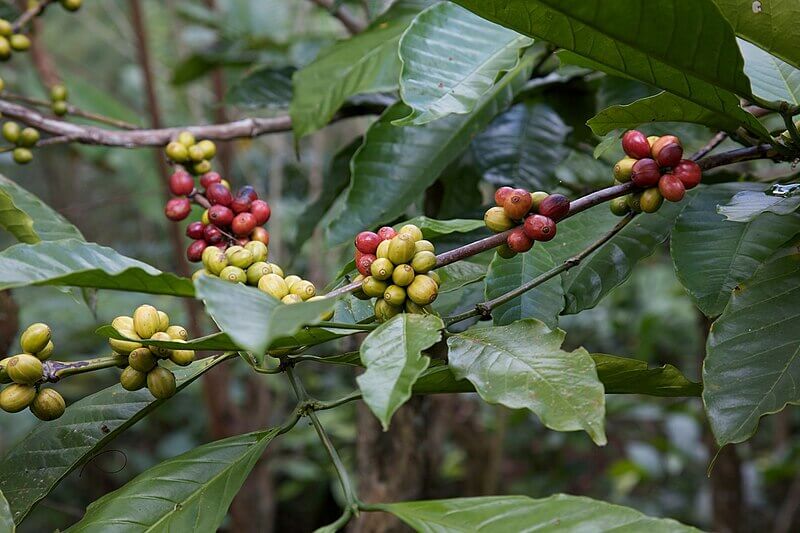 Green Coffee Bean Plantation