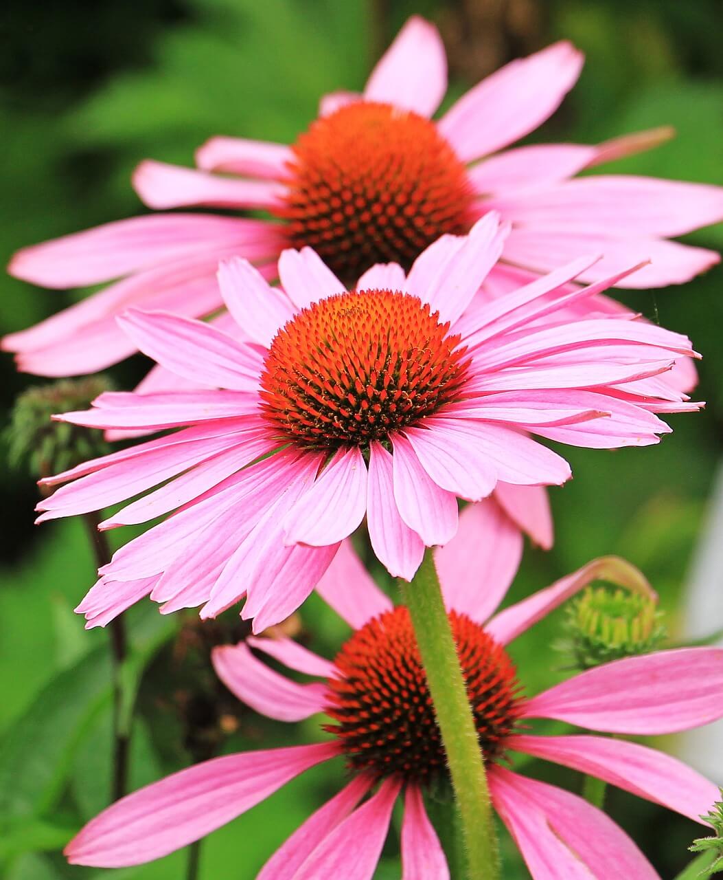 Echinacea Flowerhead