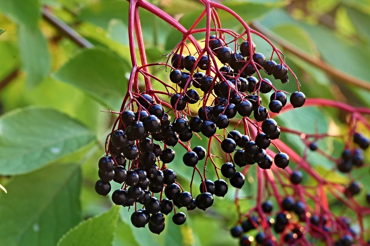 Elder Berries, Sambucus nigra berries