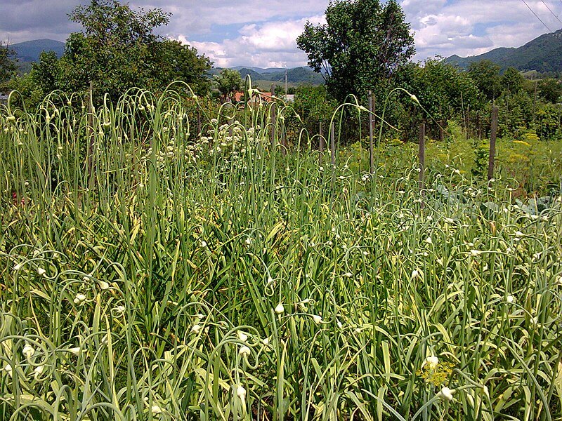 Allium sativum, Laihsun, or Garlic Plant