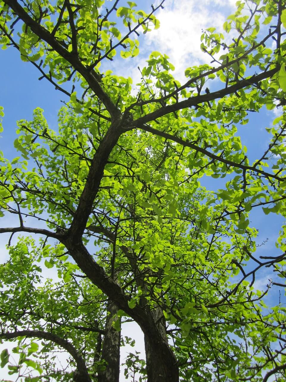 Ginkgo biloba Tree