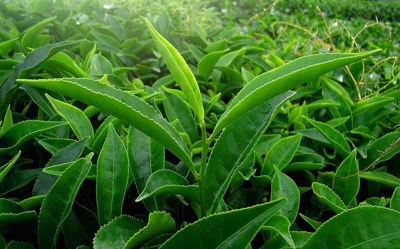 Green Tea Camellia sinensis Leaf