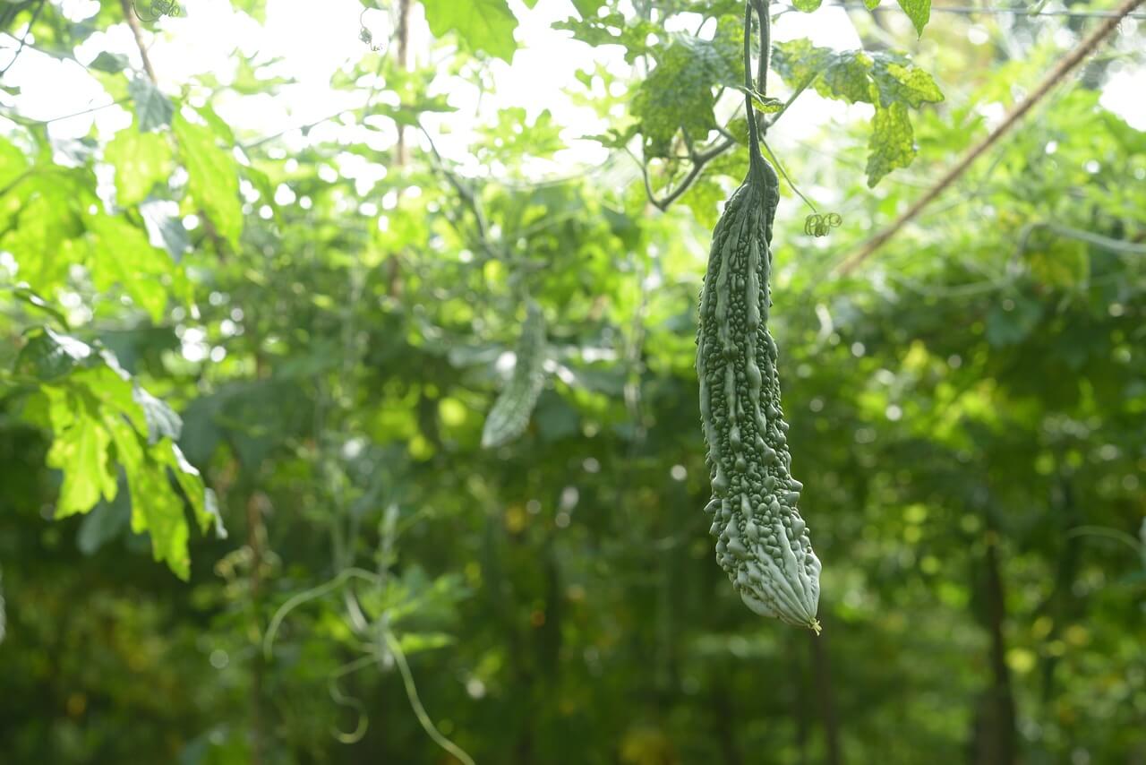 Karela, Momordica charantia or Bitter Gourd Plant