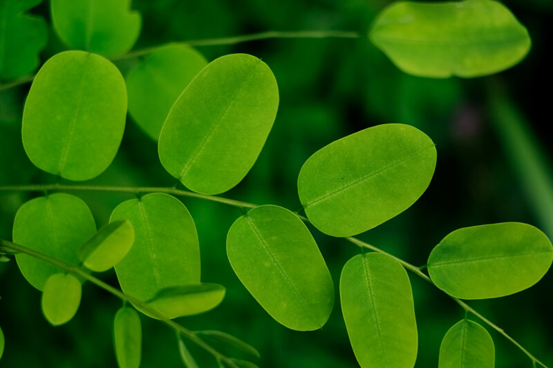 Moringa oleifera leaf