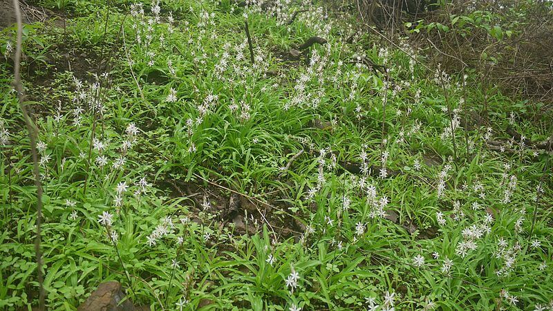 Safed Musli, Chlorophytum borivilianum plants