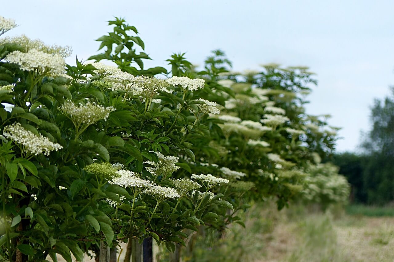 Sambucus nigra Elderberry Plant