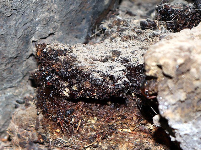 Shilajit Asphaltum punjabinum deposits seperated from rocks