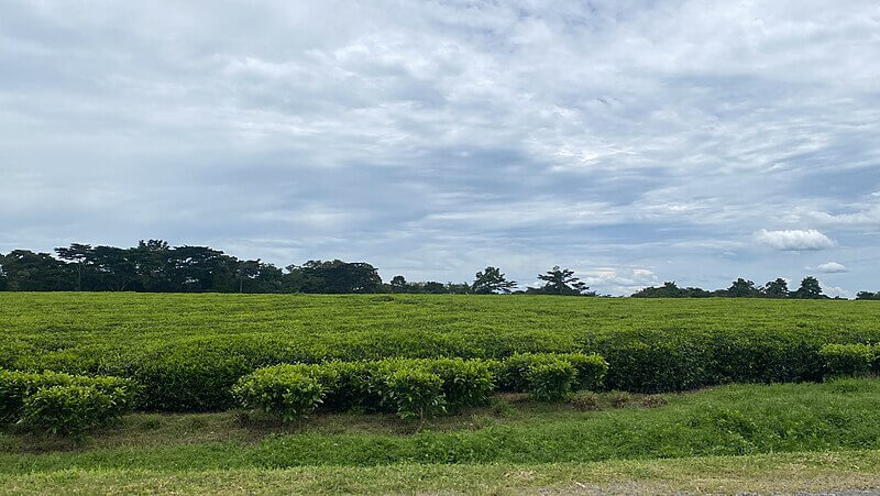 Tea Plantation