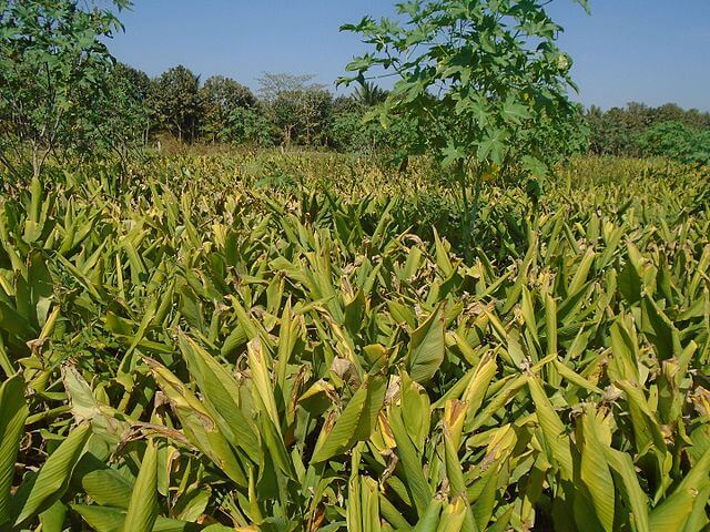 Turmeric Haldi Cucruma longa field plantation