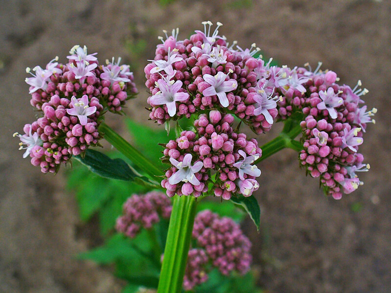 Valerian, Valeriana officinalis, Tagara, Plant