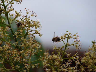 Bees on Lychee Flower collecting nectar